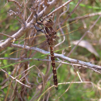 Adversaeschna brevistyla (Blue-spotted Hawker) at Mount Taylor - 11 Nov 2023 by MatthewFrawley