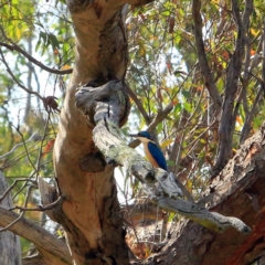 Todiramphus sanctus (Sacred Kingfisher) at The Pinnacle - 12 Nov 2023 by NathanaelC