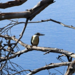 Todiramphus sanctus at The Pinnacle - 12 Nov 2023 08:31 AM