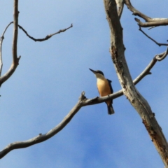 Todiramphus sanctus at The Pinnacle - 12 Nov 2023 08:31 AM