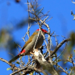 Neochmia temporalis (Red-browed Finch) at Belconnen, ACT - 11 Nov 2023 by NathanaelC