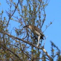 Philemon corniculatus (Noisy Friarbird) at Belconnen, ACT - 11 Nov 2023 by NathanaelC
