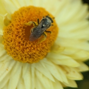 Lasioglossum (Chilalictus) sp. (genus & subgenus) at Holder, ACT - 12 Nov 2023