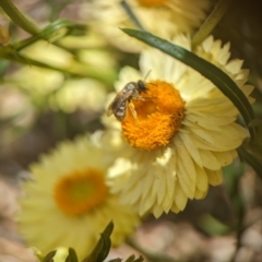 Lasioglossum (Chilalictus) sp. (genus & subgenus) at Holder, ACT - 12 Nov 2023