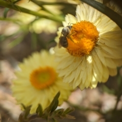 Lasioglossum (Chilalictus) sp. (genus & subgenus) at Holder, ACT - 12 Nov 2023