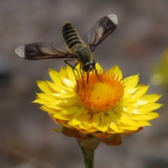 Comptosia stria at Mount Taylor - 11 Nov 2023