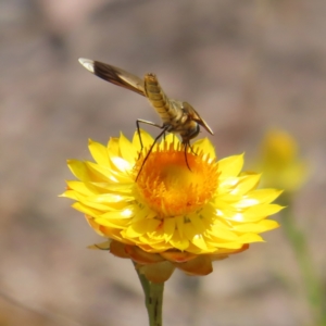 Comptosia stria at Mount Taylor - 11 Nov 2023