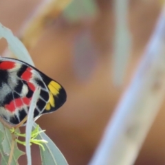 Delias harpalyce (Imperial Jezebel) at Campbell Park Woodland - 12 Nov 2023 by SandraH