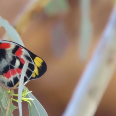 Delias harpalyce (Imperial Jezebel) at Majura, ACT - 12 Nov 2023 by SandraH