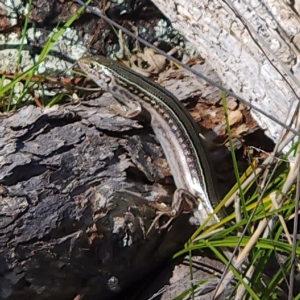 Ctenotus robustus at The Pinnacle - 12 Nov 2023