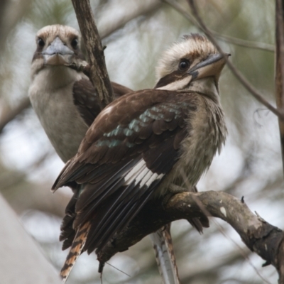 Dacelo novaeguineae (Laughing Kookaburra) at Brunswick Heads, NSW - 6 Nov 2023 by macmad