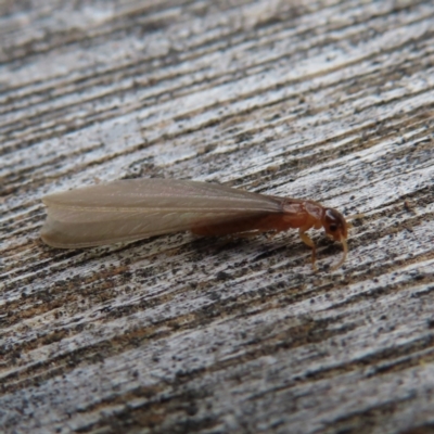 Coptotermes sp. (genus) at QPRC LGA - 11 Nov 2023 by MatthewFrawley