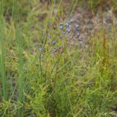 Unidentified Other Wildflower or Herb at Brunswick Heads, NSW - 6 Nov 2023 by macmad