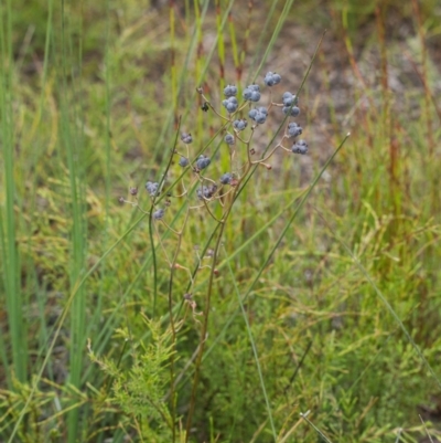 Unidentified Other Wildflower or Herb at Brunswick Heads, NSW - 6 Nov 2023 by macmad