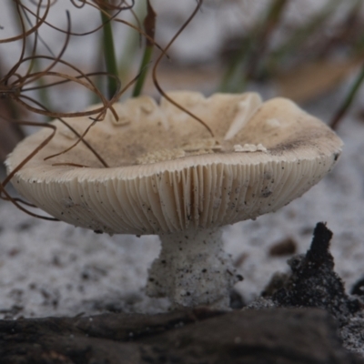 Unidentified Cap on a stem; gills below cap [mushrooms or mushroom-like] at Brunswick Heads, NSW - 6 Nov 2023 by macmad