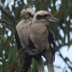 Dacelo novaeguineae (Laughing Kookaburra) at Brunswick Heads, NSW - 6 Nov 2023 by macmad