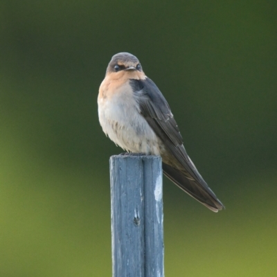 Hirundo neoxena (Welcome Swallow) at Brunswick Heads, NSW - 6 Nov 2023 by macmad