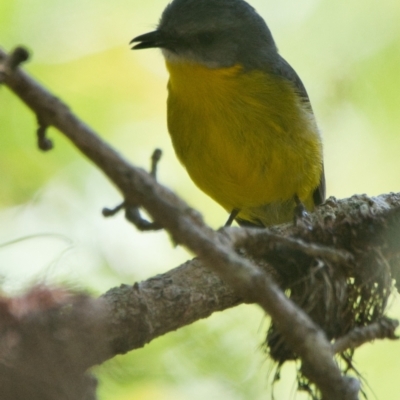Eopsaltria australis (Eastern Yellow Robin) at Brunswick Heads, NSW - 7 Nov 2023 by macmad