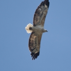 Haliaeetus leucogaster (White-bellied Sea-Eagle) at Brunswick Heads, NSW - 7 Nov 2023 by macmad