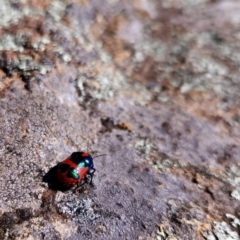 Choerocoris paganus (Ground shield bug) at The Pinnacle - 11 Nov 2023 by NathanaelC