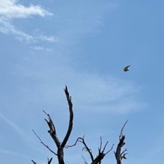 Falco cenchroides (Nankeen Kestrel) at Namadgi National Park - 11 Nov 2023 by KMcCue