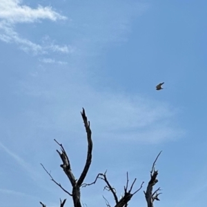 Falco cenchroides at Namadgi National Park - 11 Nov 2023 11:50 AM