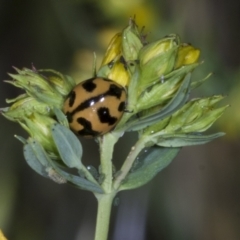 Coccinella transversalis (Transverse Ladybird) at Belconnen, ACT - 11 Nov 2023 by AlisonMilton