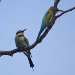 Merops ornatus (Rainbow Bee-eater) at Brunswick Heads, NSW - 7 Nov 2023 by macmad