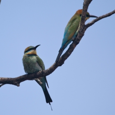 Merops ornatus (Rainbow Bee-eater) at Brunswick Heads, NSW - 7 Nov 2023 by macmad