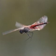 Tramea loewii (Common Glider) at Brunswick Heads, NSW - 7 Nov 2023 by macmad