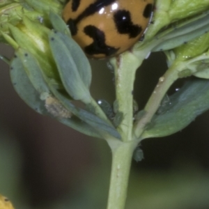 Aphis chloris at The Pinnacle - 12 Nov 2023 09:01 AM