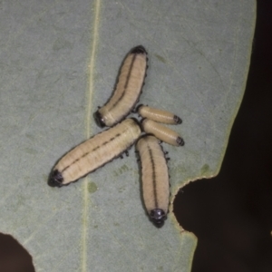 Paropsisterna cloelia at Weetangera, ACT - 12 Nov 2023 07:56 AM