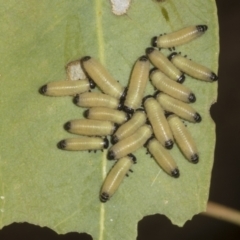 Paropsisterna cloelia at Weetangera, ACT - 12 Nov 2023 07:56 AM