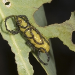 Gonipterus scutellatus (Eucalyptus snout beetle, gum tree weevil) at Weetangera, ACT - 12 Nov 2023 by AlisonMilton