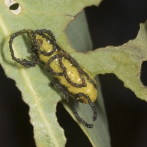 Gonipterus scutellatus at Weetangera, ACT - 12 Nov 2023