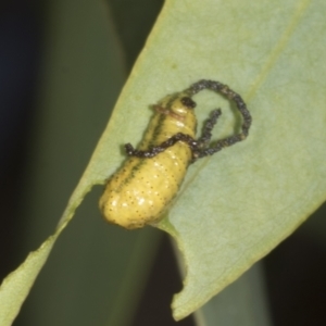 Gonipterus scutellatus at Weetangera, ACT - 12 Nov 2023 07:56 AM