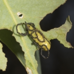 Gonipterus scutellatus at Weetangera, ACT - 12 Nov 2023