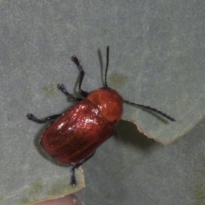 Aporocera (Aporocera) haematodes at The Pinnacle - 12 Nov 2023