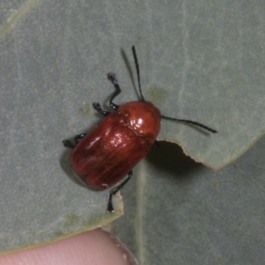 Aporocera (Aporocera) haematodes at The Pinnacle - 12 Nov 2023