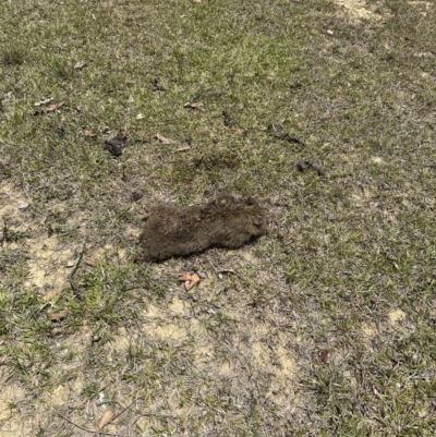 Vombatus ursinus (Common wombat, Bare-nosed Wombat) at Kangaroo Valley, NSW - 12 Nov 2023 by lbradley