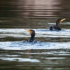 Phalacrocorax carbo (Great Cormorant) at Brunswick Heads, NSW - 8 Nov 2023 by macmad