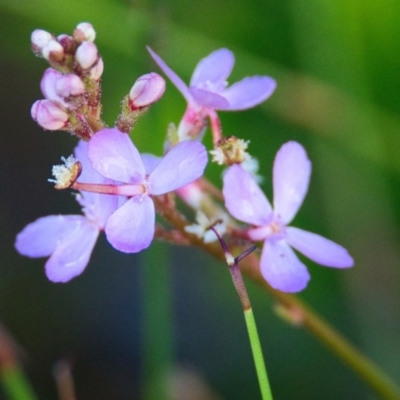 Stylidium sp. (Trigger Plant) at Brunswick Heads, NSW - 8 Nov 2023 by macmad