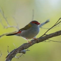 Neochmia temporalis (Red-browed Finch) at Brunswick Heads, NSW - 7 Nov 2023 by macmad