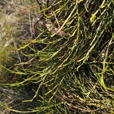 Omphacomeria acerba (Leafless Sour-bush) at Captains Flat, NSW - 12 Nov 2023 by Csteele4