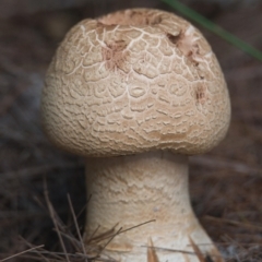 Unidentified Fungus at Brunswick Heads, NSW - 7 Nov 2023 by macmad