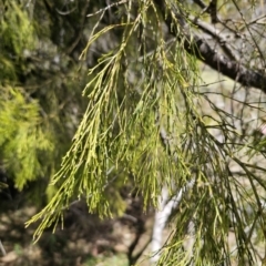 Exocarpos cupressiformis (Cherry Ballart) at QPRC LGA - 12 Nov 2023 by Csteele4