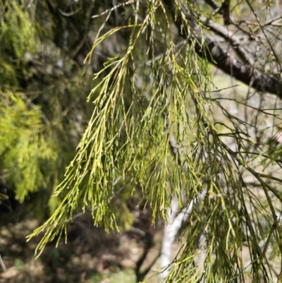 Exocarpos cupressiformis (Cherry Ballart) at QPRC LGA - 12 Nov 2023 by Csteele4