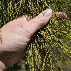 Exocarpos cupressiformis at QPRC LGA - 12 Nov 2023 12:24 PM