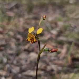 Diuris semilunulata at QPRC LGA - suppressed