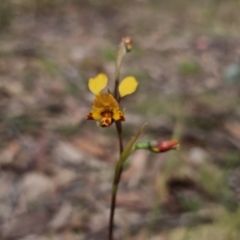 Diuris semilunulata at QPRC LGA - suppressed